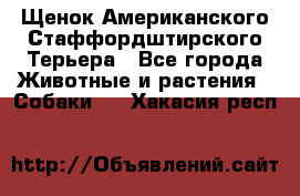 Щенок Американского Стаффордштирского Терьера - Все города Животные и растения » Собаки   . Хакасия респ.